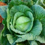 Potagères - Chou Blanc de Brunswick - face recto